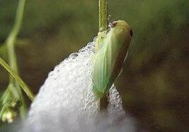 El cambio climático potencia la bacteria que devora olivos en el Mediterráneo