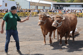 La Feria de Ganado de Arucas llega a su fin
