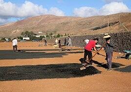 Siembra de trigo para recuperar fincas
