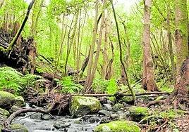 El Cedro: viaje al Terciario en La Gomera