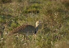 Transición Ecológica restaura hábitats para las aves esteparias en Lajares