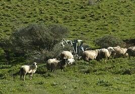 Un premio al pastoreo