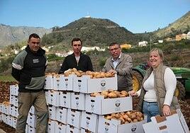 La papa y el millo toman el relevo en Valsequillo