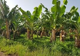 Plátano de Canarias avanza en su compromiso con el control biológico y la biodiversidad