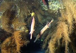 Piden que el Mar de las Calmas sea declarado Parque Nacional Marino