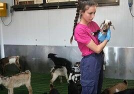 La ULPGC estudia cómo potenciar la inmunidad de los baifos a través del calostro de las cabras