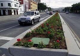 El nuevo Guiniguada revisa árboles y palmeras antes de incrementar las zonas verdes