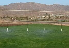 Tepes para el Gran Canaria cultivados en Fuerteventura y de plena garantía