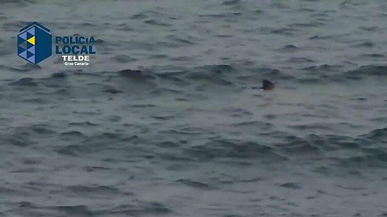 El tiburón ha vuelto a la playa de Melenara