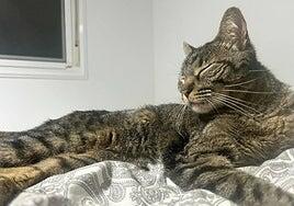 Un «milagro» en el aeropuerto de Tenerife: aparece Naia tras casi tres meses desaparecida