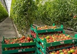 Mercadona refuerza en Canarias su apuesta por la fruta y verdura de origen local