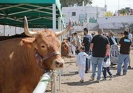Telde despide su exitosa celebración en honor a San Juan con una jornada cargada de tradición