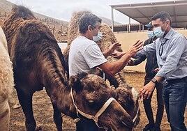 Betancort pide que el camello sea declarado especie ganadera productiva