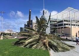 La ciudad de las palmeras soporta un déficit de plantas en este 2024: pierde 80 y gana 51