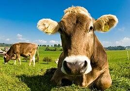 Dinamarca cobrará a los ganaderos por los pedos de sus vacas, ovejas y cerdos