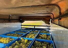 La vendimia de 2024 arrancó en Maspalomas con uvas malvasía volcánica