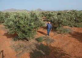 ¿Aceitunas de Fuerteventura este año? Ni para echarle a la ensalada