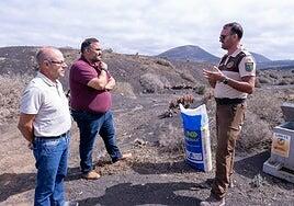 Trigo para alimentar a especies cinegéticas