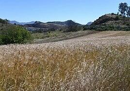 1.400 años sembrando la misma cebada