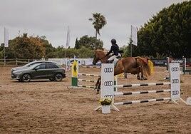 Éxito rotundo de la XXVI Copa Audi de Hípica: un fin de semana de deporte y diversión en el Real Club de Golf de Las Palmas