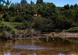 La charca de La Laguna de Valleseco recupera el nivel de agua