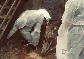 Limpieza de los excrementos de palomas en la iglesia de Arucas