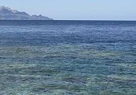 Canarias puede ser pionera en la restauración de nuestros océanos