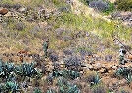 La caza arranca en Gran Canaria el 3 de agosto; los tiros, el 29 de septiembre