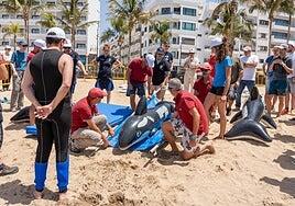 Material para rescartar cetáceos en Lanzarote y La Graciosa