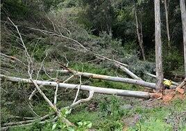 ¿Tiene potencial maderero el eucalipto rojo que crece en Gran Canaria?