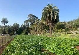 Buster es la variedad de papa con mayor productividad