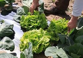 El cambio climático también está pasando factura al sabor de los alimentos