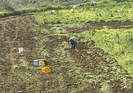 Los beneficios de devolver la biodiversidad al campo