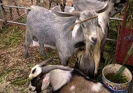 El ganado caprino se consolida como la cabaña predominante