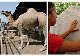 La importancia de la equinoterapia para la salud mental
