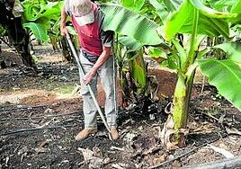 La producción de plátanos en Canarias subió casi un 27%