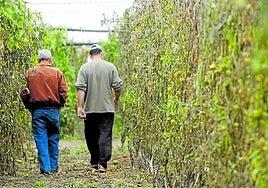 La exportación de tomates y pepinos continúa a la baja