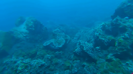 El fondo del océano profundo produce su propio oxígeno