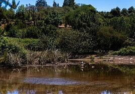 La charca de La Laguna de Valleseco, de nuevo seca