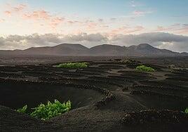Una añada «muy buena» con un sabor heroico