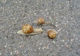 Un barrio galdense, lengua, literatura…