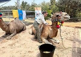 Tenerife se rinde a los camellos canarios de la Drome Milk de Fuerteventura