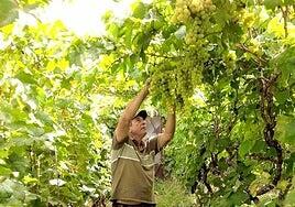 Las altas temperaturas adelantan la vendimia en Agüimes