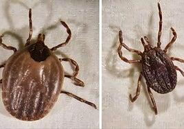 Muere el hombre de 74 años al que picó una garrapata