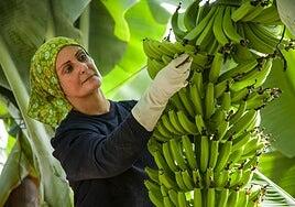 Todo por el plátano, pero sin el plátano
