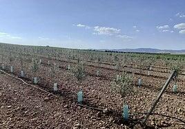 Vigilancia nocturna para evitar los robos en el campo