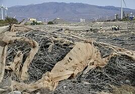 La Mancomunidad del Sureste retira casi 50.000 kilos de residuos de invernaderos