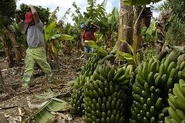 Sobre plátanos y telescopios