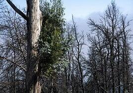 Finaliza la situación de alerta por riesgo de incendios forestales en Canarias