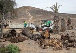 El cementerio de palmeras de Las Coloradas queda desalojado